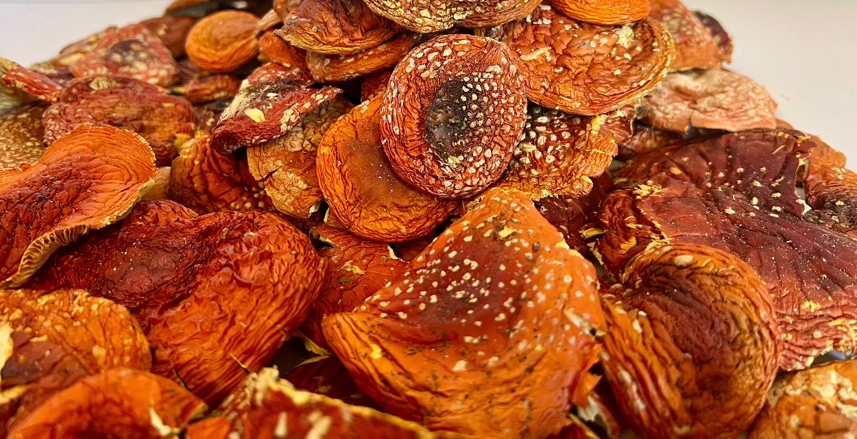 Getrockneter Fliegenpilz : offene Kappen