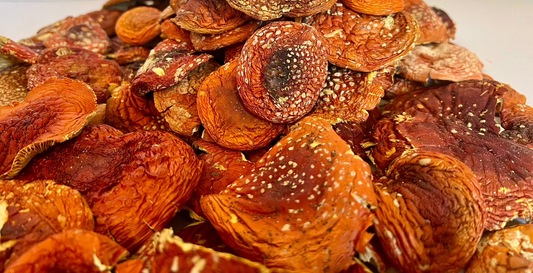 Getrockneter Fliegenpilz : offene Kappen