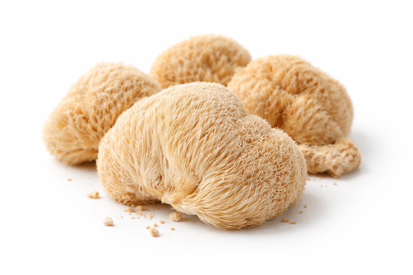 Löwenmähne – Igelstachelbart - Lion’s Mane - Ganze Fruchtkörper