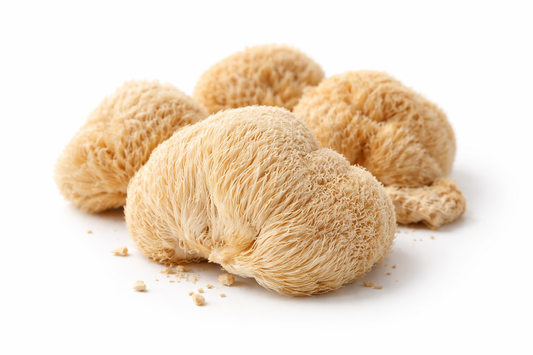 Löwenmähne – Igelstachelbart - Lion’s Mane - Ganze Fruchtkörper