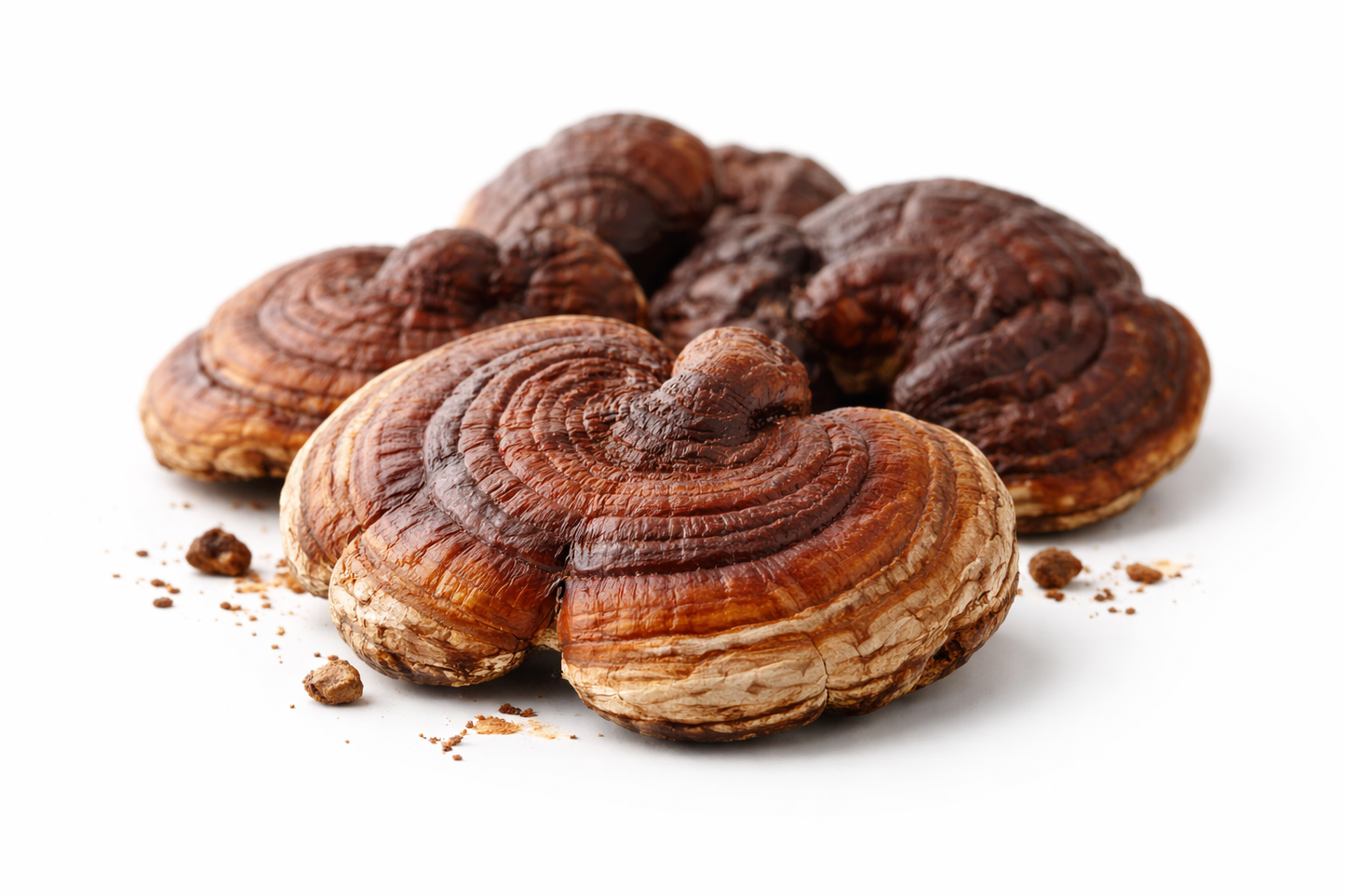 Getrockneter Reishi – Naturqualität